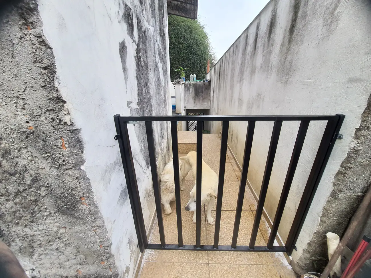 Portãozinho para Animais Pequeno Medio e Grande Porte